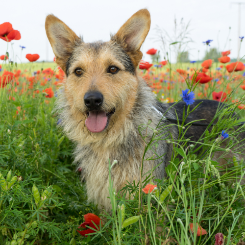 Wuchta Łap Dogtrekking - Trasa Kejter Drużyna 2 osoby